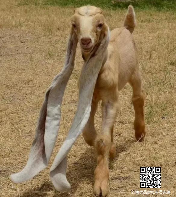 巴基斯坦一山羊耳朵长达48厘米！创新吉尼斯世界纪录