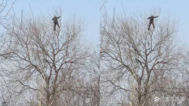 77岁大爷徒手爬上大树顶端 左右开弓卖力锻炼：猴子都不敢这么玩